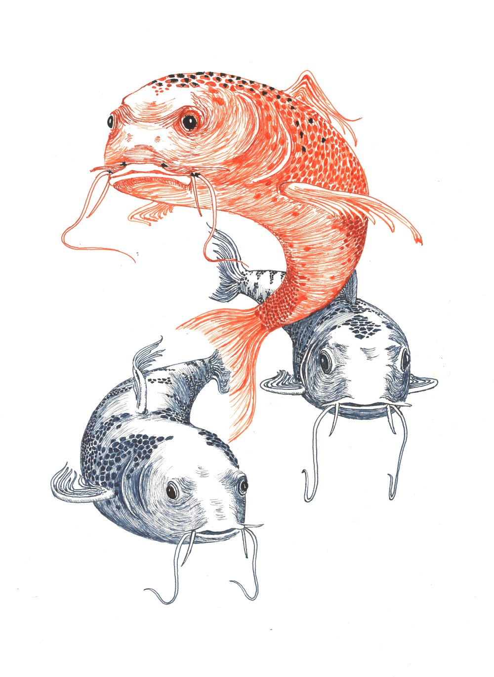 Koi